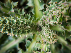 Sonchus asper glaucescens