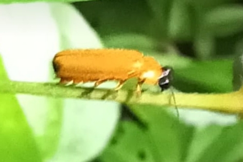Pteroptyx, 2023-08-19