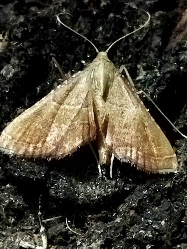 Rosy Tabby photo 3