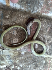 Tantilla melanocephala