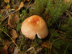 Russula velenovskyi