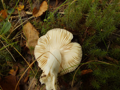Russula velenovskyi