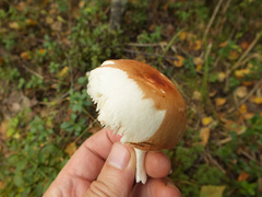 Russula velenovskyi