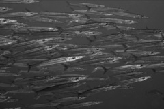 Sphyraena borealis