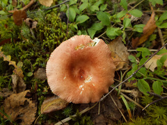 Russula velenovskyi