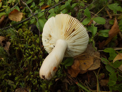 Russula velenovskyi
