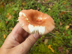Russula velenovskyi