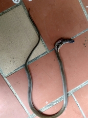 Tantilla melanocephala