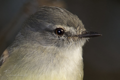 Serpophaga subcristata