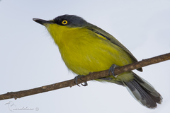 Todirostrum cinereum