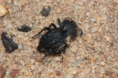 Microschatia inaequalis
