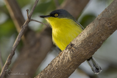 Todirostrum cinereum