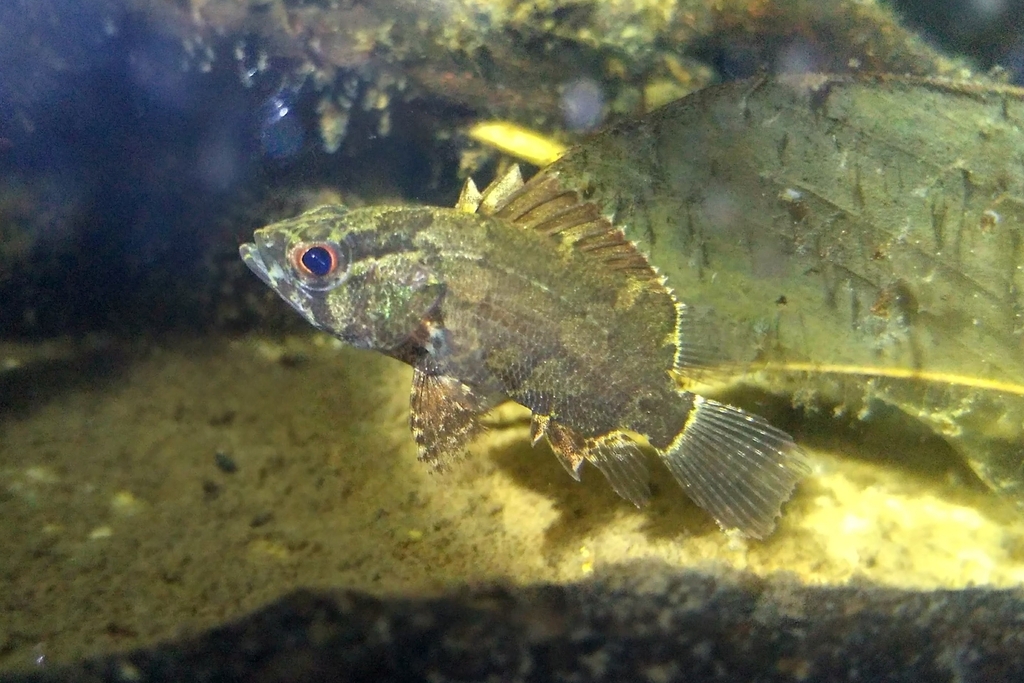 Bornean Leaffish