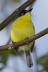 Todirostrum cinereum