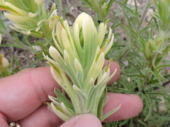 Castilleja citrina
