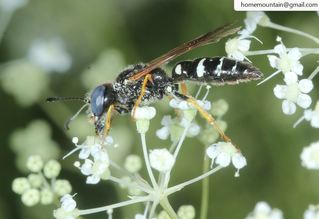 Beewolves in August 2023 by Homemountain/Shan Gui · iNaturalist