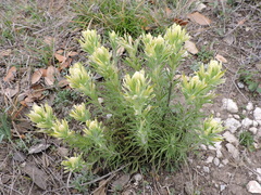 Castilleja citrina