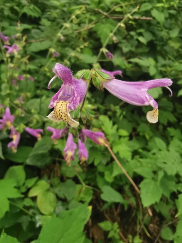 West Hubeian Sage (Salvia maximowicziana)