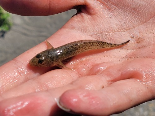Naked-headed goby (Favonigobius gymnauchen) — Gobiidae — 2