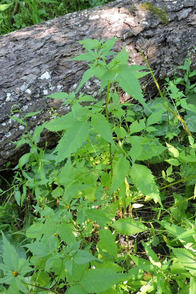 Devil's Beggarticks from Романівський район, Житомирська область ...