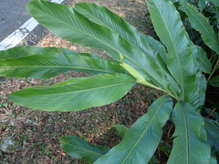 Alpinia uraiensis