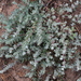 Coulter's Saltbush - Photo (c) James Bailey, some rights reserved (CC BY-NC), uploaded by James Bailey