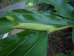 Alpinia uraiensis
