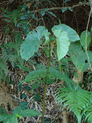Begonia longifolia