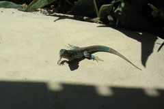 Cnemidophorus murinus