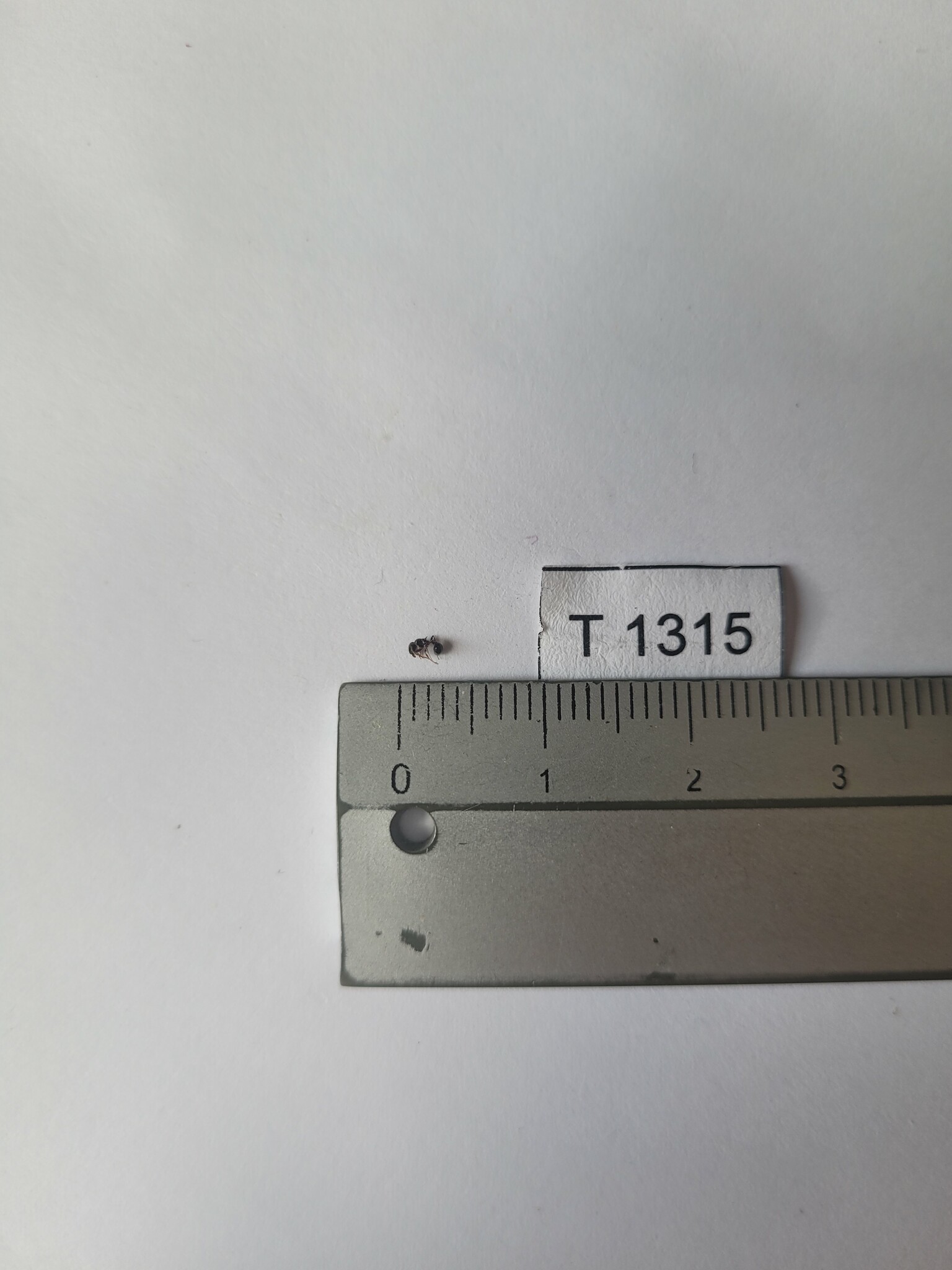Tetramorium mpala