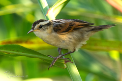 Wren-Like Rushbird photo 5