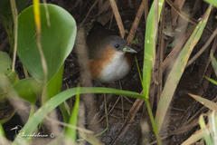 Laterallus melanophaius