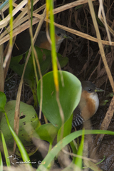 Laterallus melanophaius