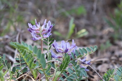 Astragalus bibullatus