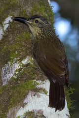 Dendrocolaptes platyrostris