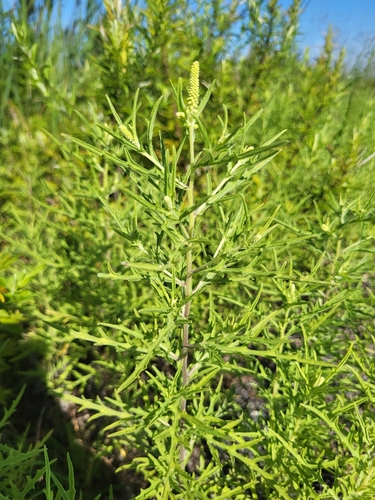 Ambrosia psilostachya iNat (3)
