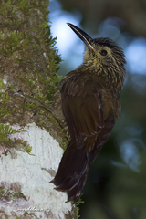 Dendrocolaptes platyrostris