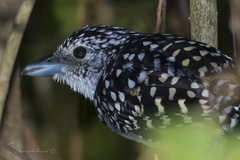 Hypoedaleus guttatus