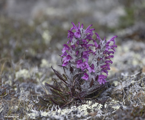 Woolly Lousewort
