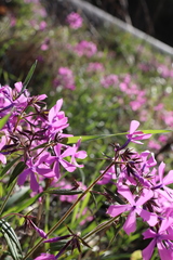 Phlox pilosa pilosa