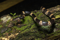 Banded Wolf Snake photo 3