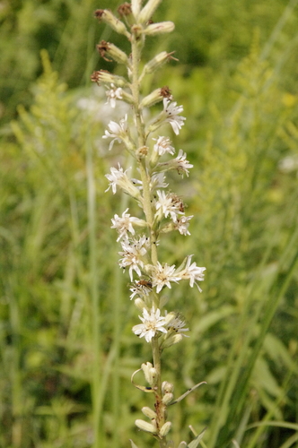 Image of Nabalus asper by (c) Eric Knight, some rights reserved (CC BY)