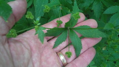 Sanicula canadensis canadensis