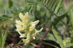 Astragalus tennesseensis