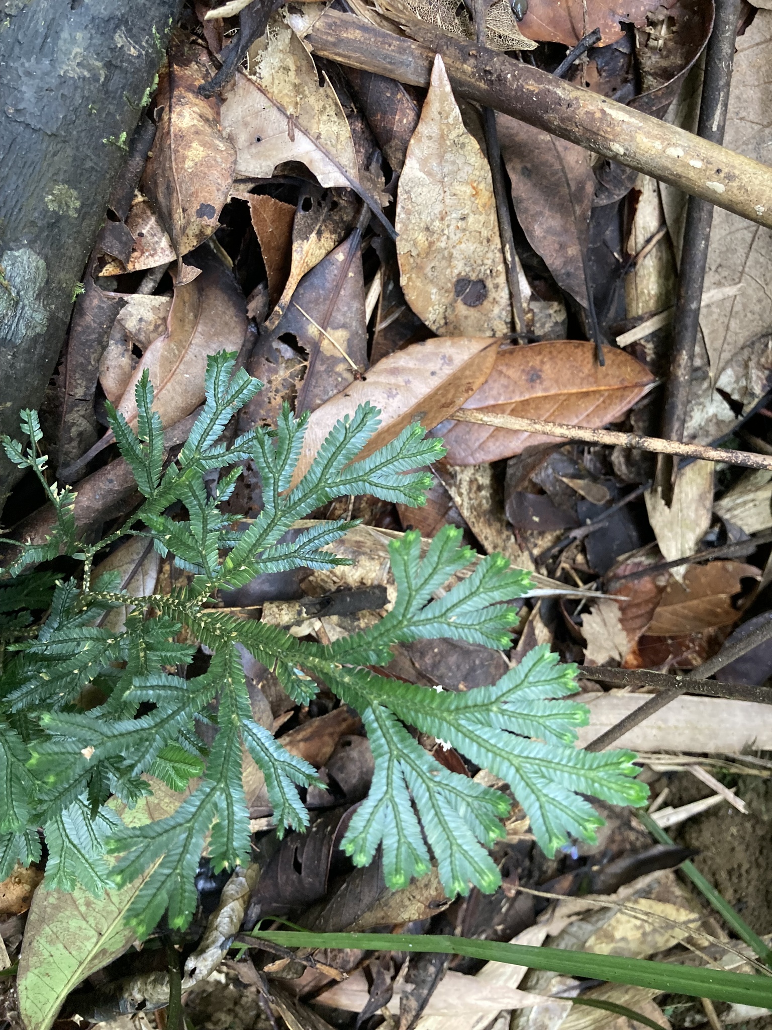 Selaginella doederleinii (Selaginella doederleinii)