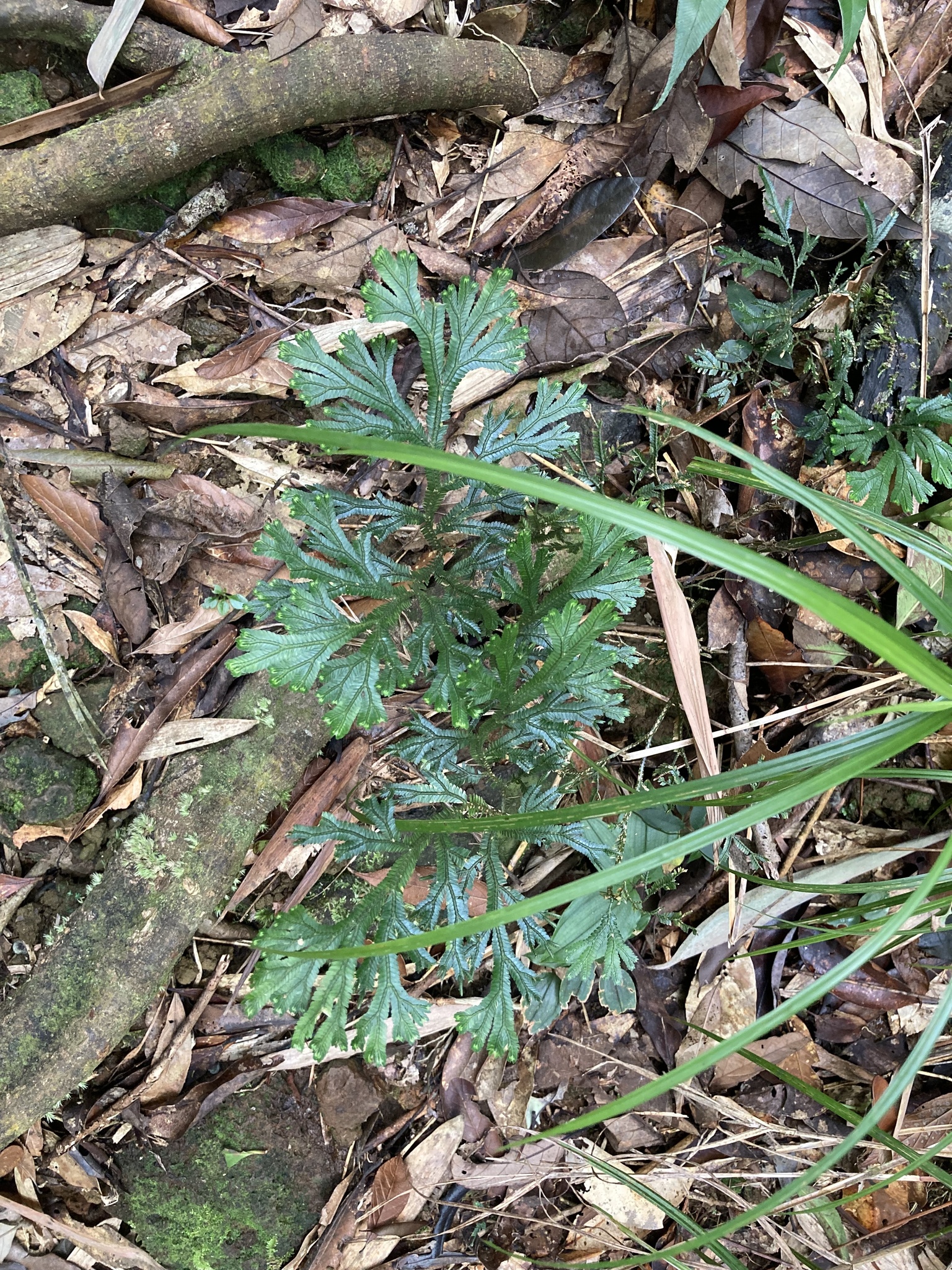 Selaginella doederleinii — ảnh 2