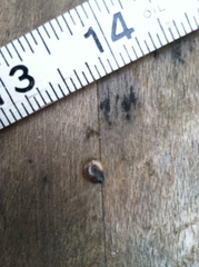 Zonitidae