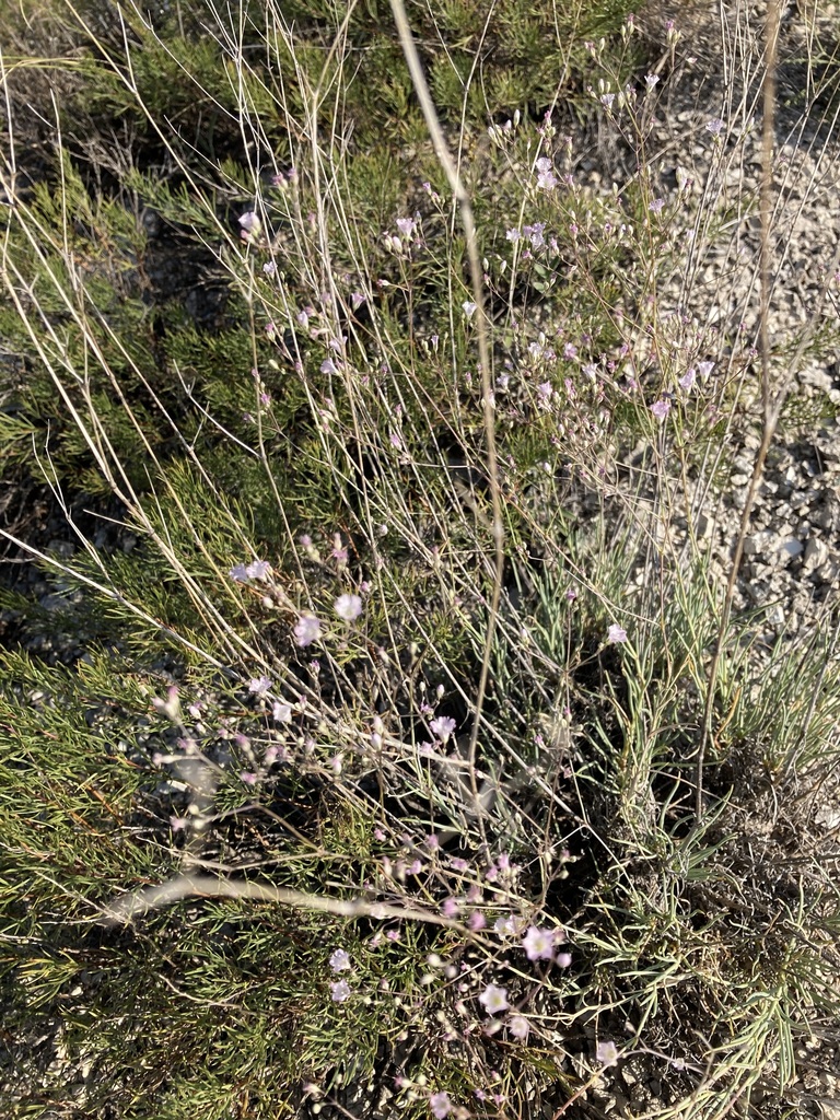 Gypsophila rupestris
