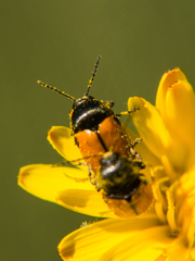 Cryptocephalus rugicollis