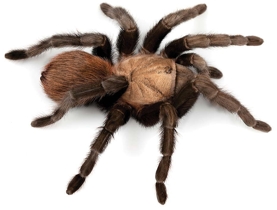 Texas Tan Tarantula (Aphonopelma anax) · iNaturalist